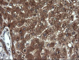 DNM1L / DRP1 Antibody (clone OTI1C1, Carrier-free)