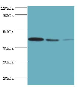 Polyclonal Rabbit anti-Human MAPK13 / p38delta Antibody (aa1-365, IHC, WB)
