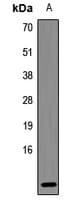 DEFB121 Antibody