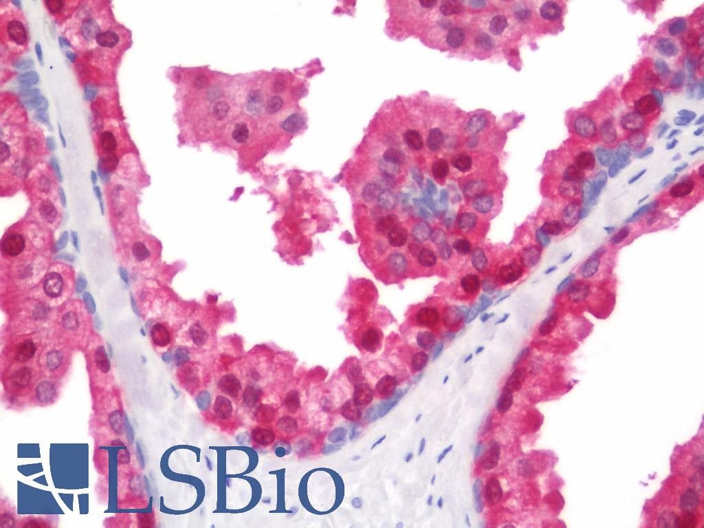 IHC-plus™ SEC14L2 Antibody (clone 4H2)