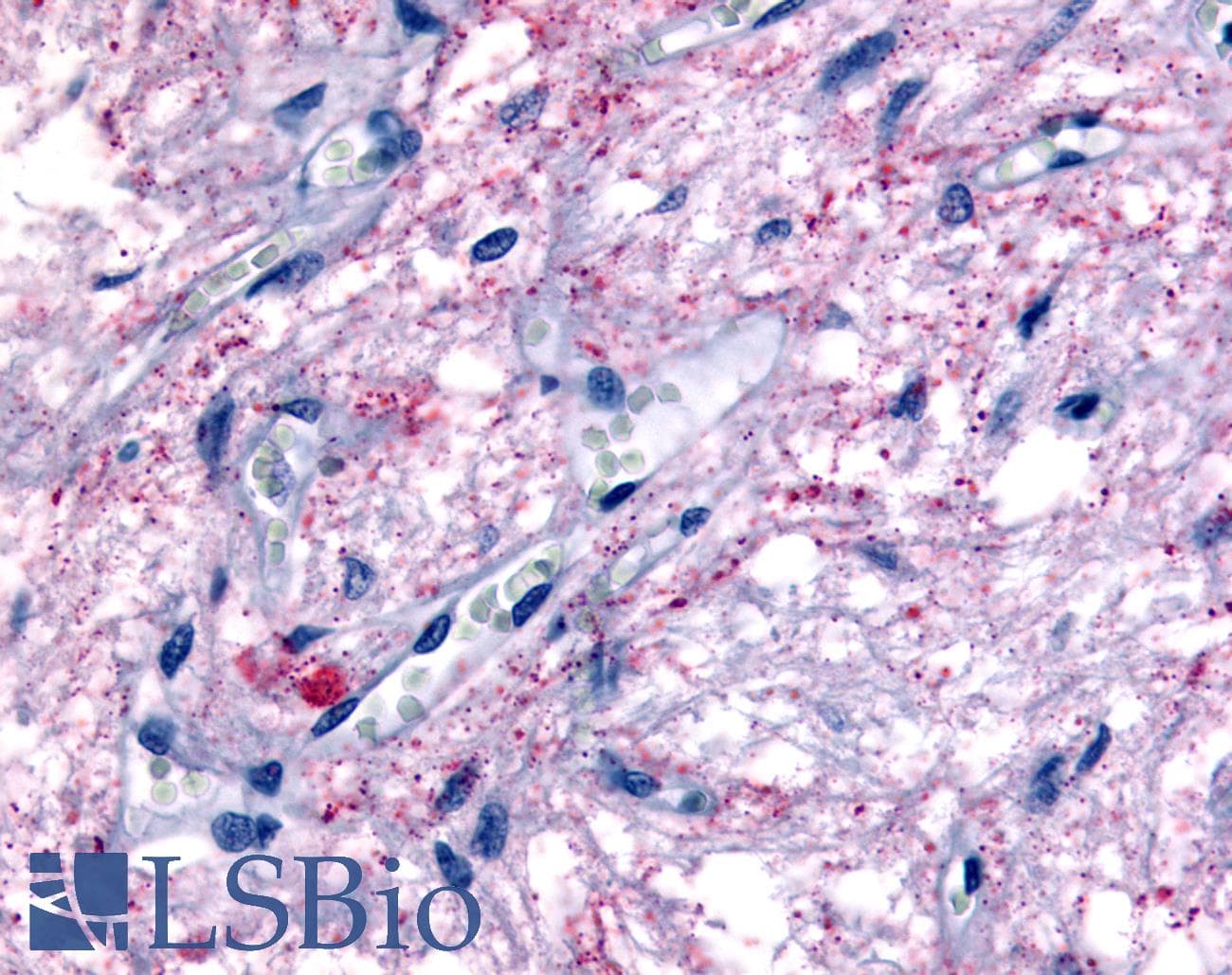 IHC-plus™ GPR50 Antibody (Cytoplasmic Domain)