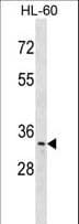 Polyclonal Rabbit anti-Human PRPK / TP53RK Antibody (aa221-250, WB)