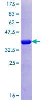 Human FBN2 / Fibrillin 2 Protein (Recombinant GST, N-terminus)