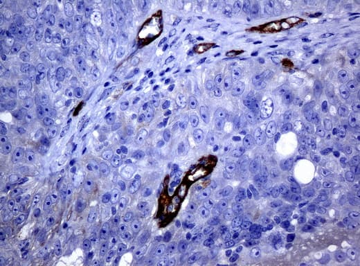 FOLH1 / PSMA Antibody (clone UMAB25, Carrier-free)