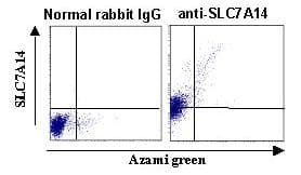 Polyclonal Rabbit anti-Human SLC7A14 Antibody (IHC, WB)