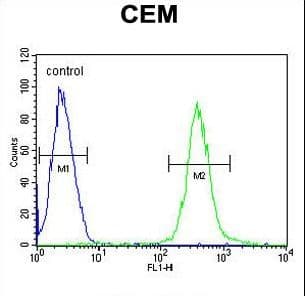 Polyclonal Rabbit anti-Human ATP8B2 Antibody (aa18-47, WB)