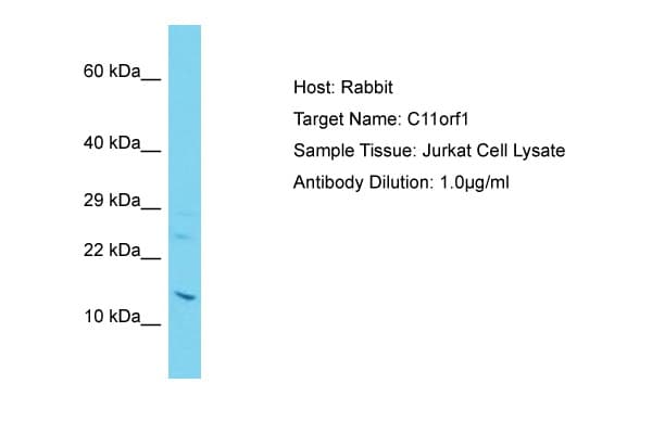 C11orf1 Antibody (C-Terminus)