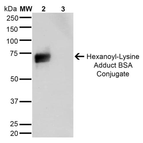 Hexanoyl-Lysine adduct Antibody (clone 5E8, APC)