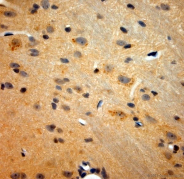 TAAR1 / TA1 Antibody (aa200-250)
