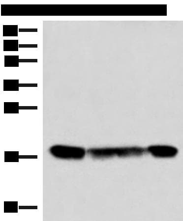 PEMT Antibody