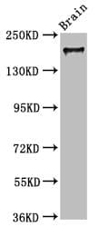 MYO5A / Myosin V Antibody