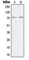 MED26 / CRSP7 Antibody (N-Terminus)