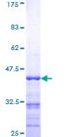 Human RAPGEF2 Protein (Recombinant GST, N-terminus)