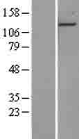Human PHC1 / EDR1 Protein (Over-Expression Lysate Myc-DDK (Flag))