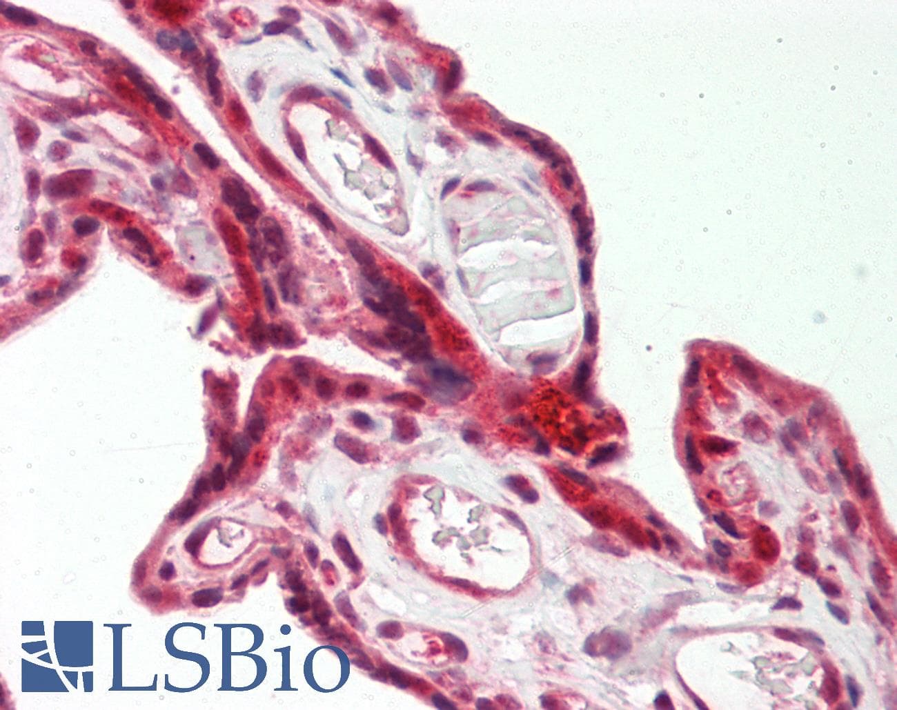VCP Antibody (C-Terminus)