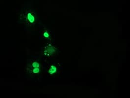 C16orf72 Antibody (clone OTI3B4, Carrier-free)
