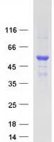 Human ERGIC3 Protein (Recombinant Myc-DDK (Flag))