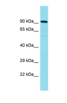 CNOT10 Antibody (aa682-731)