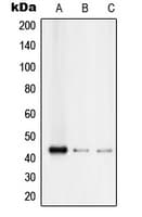 RUNX3 Antibody (Internal)