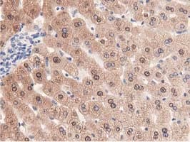 PRPSAP2 Antibody (clone OTI1E3, Carrier-free)