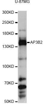 AP3B2 Antibody