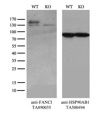 FANCI Antibody