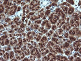 CR6 / GADD45G Antibody (clone OTI2F12, Carrier-free)