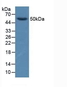 GFRA1 / GFR Alpha Antibody (aa239-350, PE)