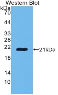 POTEG Antibody (aa177-330)