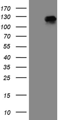 RRBP1 / hES Antibody (aa484-590, clone OTI3F1, Carrier-free)