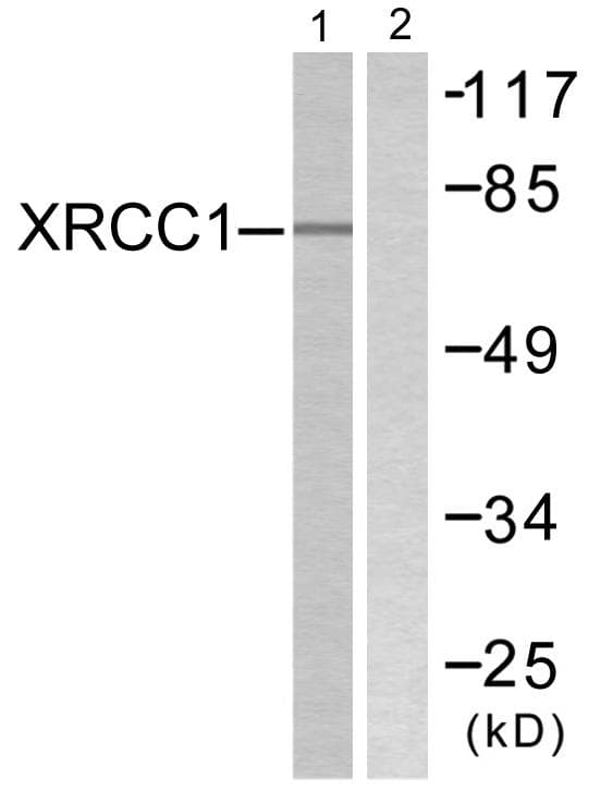 Polyclonal Rabbit anti-Human XRCC1 Antibody (IHC, WB)