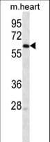 LINGO4 Antibody (aa543-571)