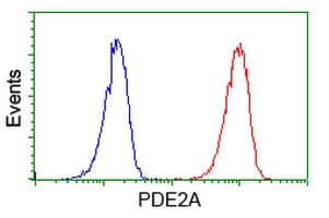 PDE2A Antibody (clone OTI4D10, Carrier-free)