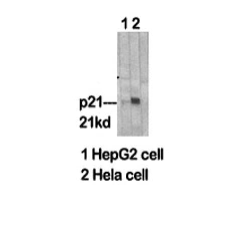 CDKN1A / WAF1 / p21 Antibody (80-160 aa)
