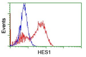 HES1 / HES-1 Antibody (clone OTI1H8)