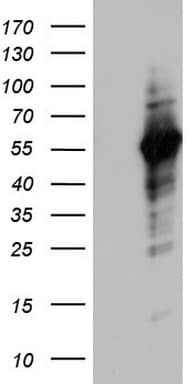 NAB1 Antibody (aa237-487, clone OTI5F7)