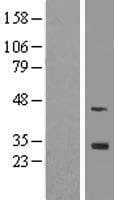 FGF13 Protein (Over-Expression Lysate Myc-DDK (Flag))