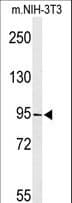 TAF3 Antibody (aa606-635)