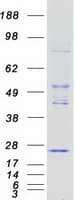 Human TSC501 / NAT8 Protein (Recombinant Myc-DDK (Flag))