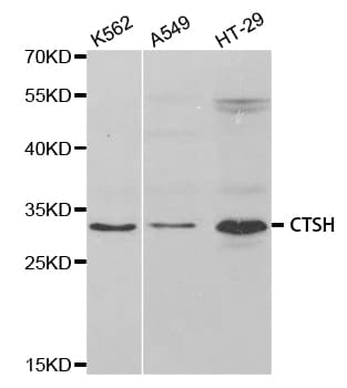 CTSH / Cathepsin H Antibody
