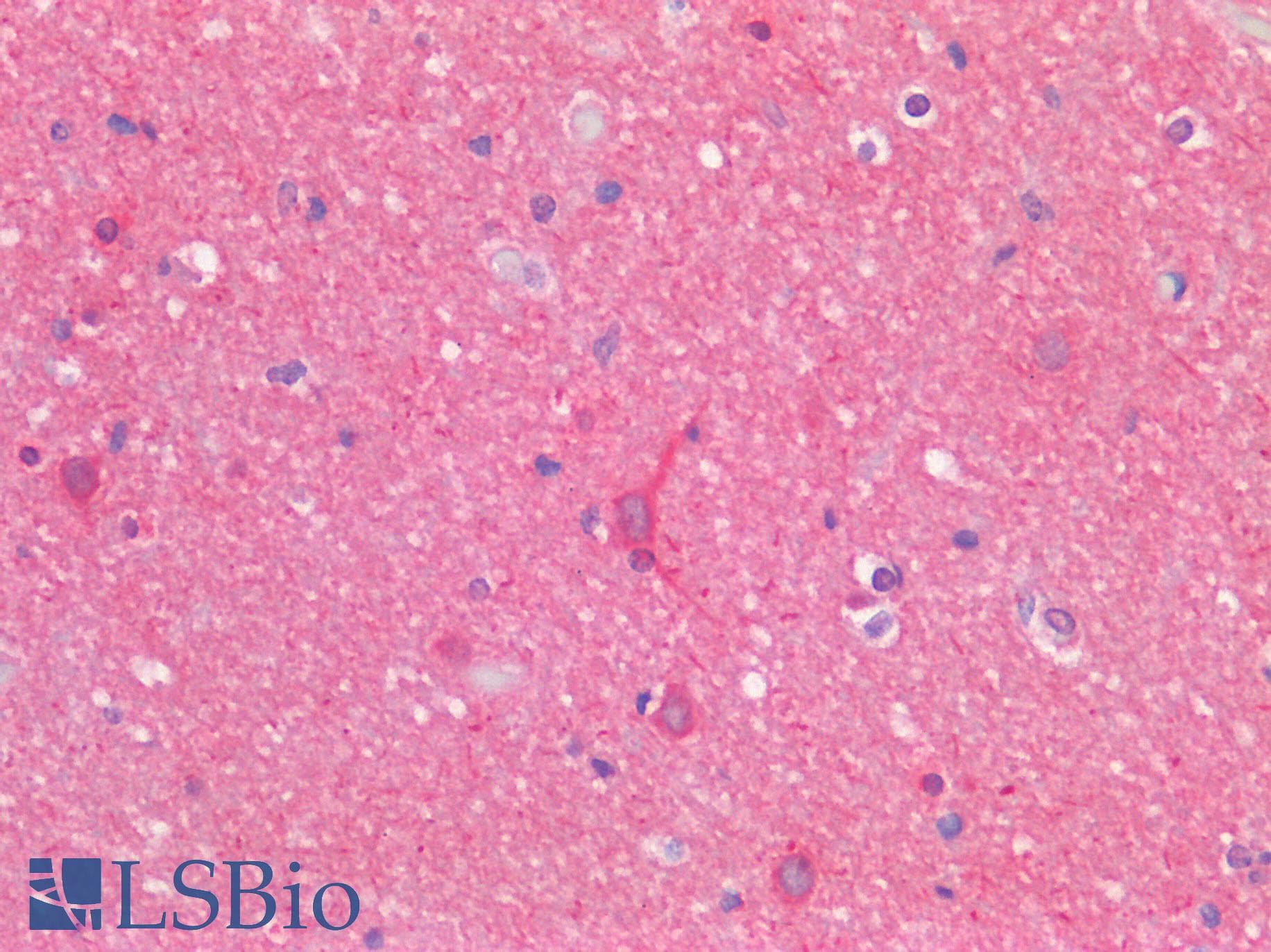 PathPlus™ GPR68 / OGR1 Antibody (Extracellular Domain)
