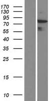 ARHGAP24 Protein (Over-Expression Lysate Myc-DDK (Flag))