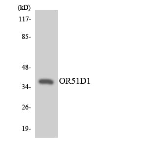 OR51D1 Antibody (aa23-72)