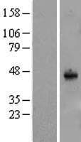 SYT11 Protein (Over-Expression Lysate Myc-DDK (Flag))