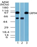 IHC-plus™ HSP90B1 / GP96 / GRP94 Antibody (aa590-640)