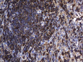 DEF6 Antibody (clone OTI1D1)