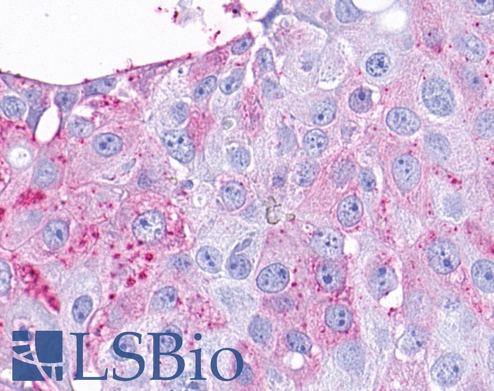 PathPlus™ TAAR9 Antibody (C-Terminus)