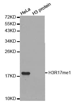 Histone H3 Antibody (Mono-Methyl-Arg17)