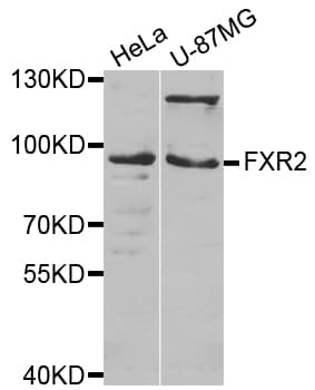 FXR2 Antibody