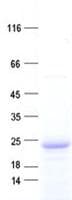 Human C9orf89 Protein (Recombinant His, N-Terminal)